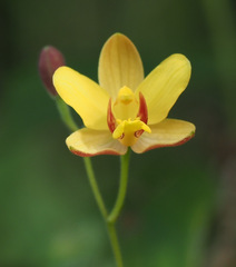Spathoglottis pubescens