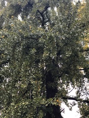Ginkgo biloba