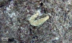 Holothuria fuscocinerea