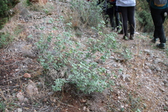 Malva subovata