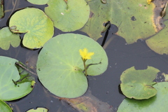 Nymphoides thunbergiana