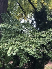 Ginkgo biloba