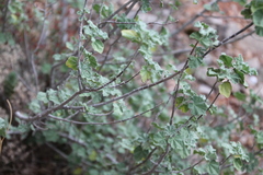 Malva subovata