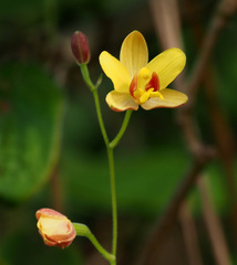 Spathoglottis pubescens