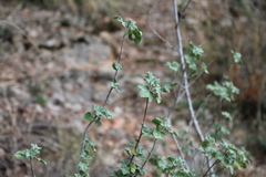 Malva subovata