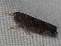 Scaphoideus