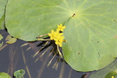 Nymphoides thunbergiana