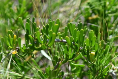 Scaevola hainanensis