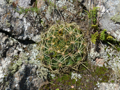 Gymnocalycium monvillei
