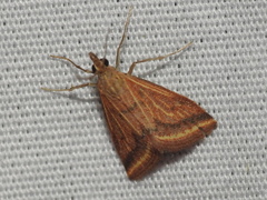 Microtheoris ophionalis