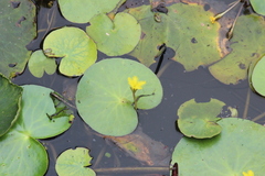 Nymphoides thunbergiana