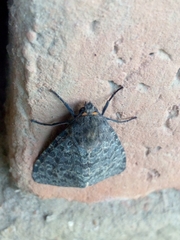 Olepa ricini