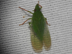 Rhynchomitra recurva