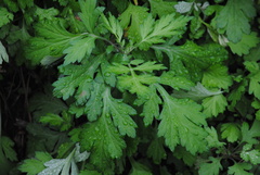 Artemisia indica