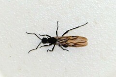 Polyrhachis armata