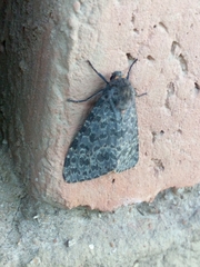 Olepa ricini