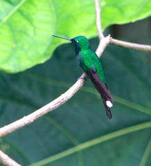 Urosticte ruficrissa