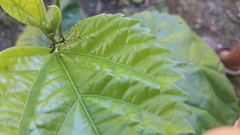 Stagmatoptera septentrionalis