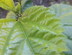 Stagmatoptera septentrionalis