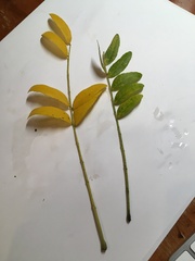 Gleditsia triacanthos