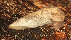 Deroceras reticulatum