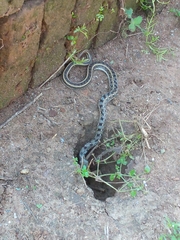 Amphiesma stolatum