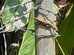 Anolis mariarum