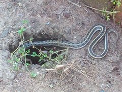 Amphiesma stolatum