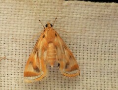 Eoophyla