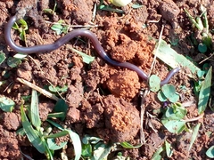 Indotyphlops braminus