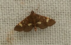 Syngamia falsidicalis