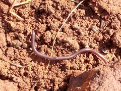 Indotyphlops braminus