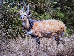 Tragelaphus sylvaticus
