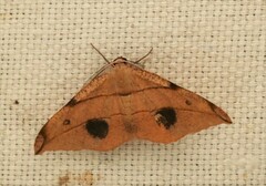 Hypochrosis flavifusata