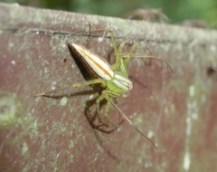 Oxyopes macilentus