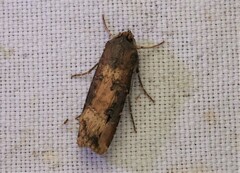 Agrotis ipsilon