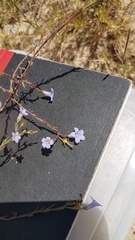 Wahlenbergia paniculata