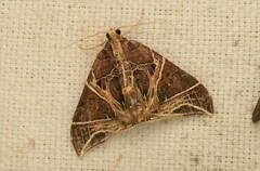Ecliptopera rectilinea