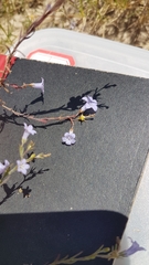 Wahlenbergia paniculata
