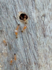 Trichomyrmex destructor