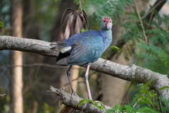Porphyrio poliocephalus