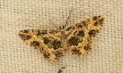 Monocerotesa radiata