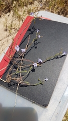 Wahlenbergia paniculata
