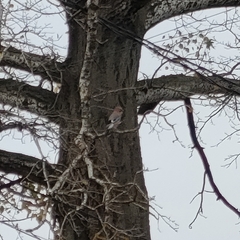 Garrulus glandarius