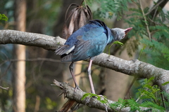 Porphyrio poliocephalus