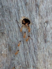 Trichomyrmex destructor