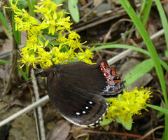 Gyrocheilus patrobas