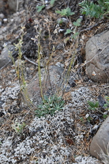 Draba cinerea
