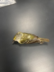 Vireo griseus