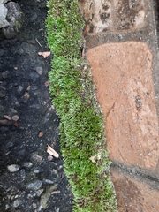 Bryum argenteum
